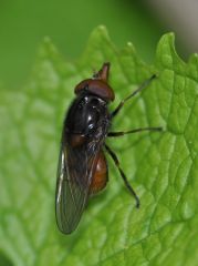 Rhingia campestris